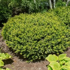 Dense Spreading Yew -Garden Plant Store Dense spreading yew 1