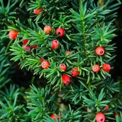Dense Spreading Yew -Garden Plant Store Dense spreading yew 3 FGT