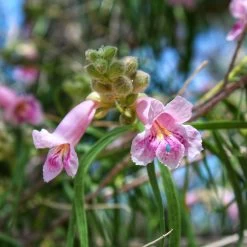 Bubba Desert Willow -Garden Plant Store Desert Willow Bubba 2