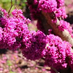 Don EGolf Redbud Tree -Garden Plant Store Don E Golf Redbud 5