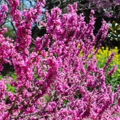 Don EGolf Redbud Tree -Garden Plant Store Don E Golf Redbud 6 FGT