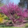 Don EGolf Redbud Tree -Garden Plant Store Don E Golf Redbud FGT 600x600 c49249c0 d50c 46f7 91fb 098afcd5a4c7
