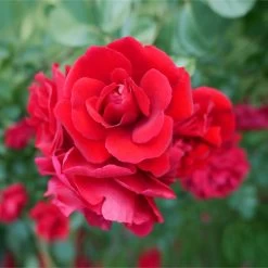 Don Juan Climbing Rose 7 Don Juan Climbing Rose -Garden Plant Store Don Juan 1 FGT