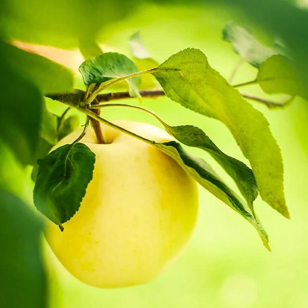 Dorsett Golden Apple Tree 3 Dorsett Golden Apple Tree