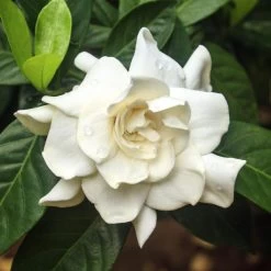 Double Blooming Gardenia Tree -Garden Plant Store Double Blooming Gardenia 3 FGT