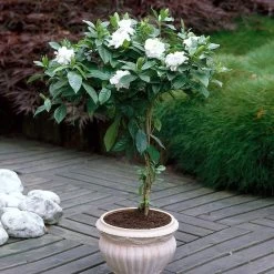 Double Blooming Gardenia Tree -Garden Plant Store Double Blooming Gardenia 6 FGT