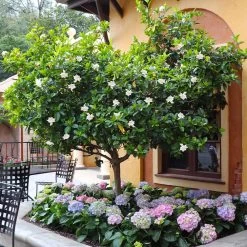 Double Blooming Gardenia Tree -Garden Plant Store Double Blooming Gardenia Tree 6