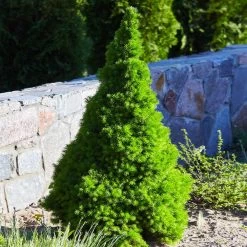 Dwarf Alberta Spruce 9 Dwarf Alberta Spruce -Garden Plant Store Dwarf ALberta ALberta Spruce 3 FGT