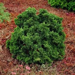 Dwarf Hinoki Cypress Shrub -Garden Plant Store Dwarf Hinoki Cypress 1