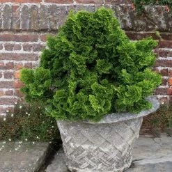 Dwarf Hinoki Cypress Shrub -Garden Plant Store Dwarf Hinoki Cypress 2