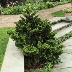 Dwarf Hinoki Cypress Shrub -Garden Plant Store Dwarf Hinoki Cypress 3