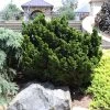 Dwarf Hinoki Cypress Shrub -Garden Plant Store Dwarf Hinoki Cypress 600x600 cac0050d 9e2c 4c5e 9007 df543b90c8f8