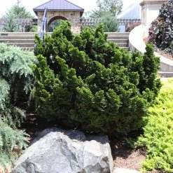 Dwarf Hinoki Cypress Shrub -Garden Plant Store Dwarf Hinoki Cypress 7