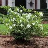 Dwarf Radicans Gardenia -Garden Plant Store Dwarf Radicans Gardenia FGT 600x600 0183027c c1d4 4850 ac73 648c9724bd76