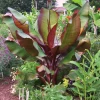 Dwarf Red Banana Tree 2 Dwarf Red Banana Tree -Garden Plant Store Dwarf Red Banana Plant 350 01