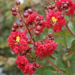 Dynamite Crape Myrtle 11 Dynamite Crape Myrtle -Garden Plant Store Dynamite Crape Myrtle 2 FGT