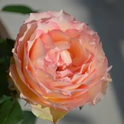 Euphoria® Rose Shrub 10 Euphoria® Rose Shrub -Garden Plant Store EUphoria Rose Tree 2