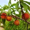 Early White Giant Peach Tree -Garden Plant Store Early White Giant Peach Tree 350
