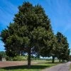 Eastern Red Cedar Tree -Garden Plant Store Eastern Red Cedar 600x600 FGT