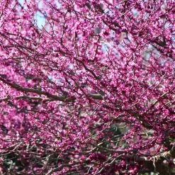 Eastern Redbud -Garden Plant Store Eastern Redbud 2