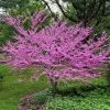 Eastern Redbud -Garden Plant Store Eastern Redbud FGT 600x600 5676e569 3a04 4cdf b06a 7047e5db4442