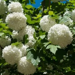 Eastern Snowball Bush 6 Eastern Snowball Bush -Garden Plant Store Eastern Snowball 3 FGT