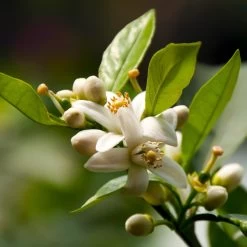 EasyPeel Clementine Tree -Garden Plant Store Easy Peel Clementine 5