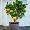 EasyPeel Clementine Tree -Garden Plant Store Easy Peel Clementine FGT 600x600 7715f8b8 7ade 444c b849 5c8b79e452e4