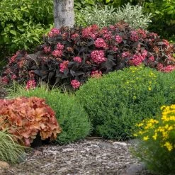 Eclipse® Bigleaf Hydrangea -Garden Plant Store Eclipse Mophead 4