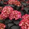Eclipse® Bigleaf Hydrangea -Garden Plant Store Eclipse Mophead 600x600 66b98e1c 5756 4723 bdbc 1750ee258501