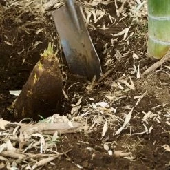 Edible Bamboo Plant -Garden Plant Store Edible Bamboo 5 FGT