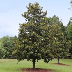 Edith Bogue Magnolia -Garden Plant Store Edith Bogue magnolia 1