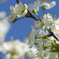 Elephant Heart Plum Tree -Garden Plant Store Elephant Heart Plum 2