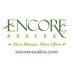 Autumn Debutante® Encore® Azalea 13 Autumn Debutante® Encore® Azalea -Garden Plant Store Encore Logo 1000x1000 c29f00dd 100e 4ccb 98e4 22e187bc4aca