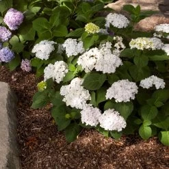 Endless Summer® Blushing Bride Bigleaf Hydrangea Shrub -Garden Plant Store Endless Summer Blushing Bride 2