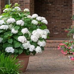 Endless Summer® Blushing Bride Bigleaf Hydrangea Shrub -Garden Plant Store Endless Summer Blushing Bride 3 FGT