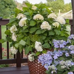 Endless Summer® Blushing Bride Bigleaf Hydrangea Shrub -Garden Plant Store Endless Summer Blushing Bride 5