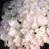 Endless Summer® Blushing Bride Bigleaf Hydrangea Shrub -Garden Plant Store Endless Summer Blushing Bride FGT 600x600 0ebe554a 6f66 4976 a54a 228202945329