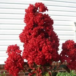 Enduring Summer Crape Myrtle -Garden Plant Store Enduring Summer Crape Myrtle 2
