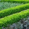 English Boxwood Shrub 1 English Boxwood Shrub -Garden Plant Store English Boxwood FGT 600x600 859093e7 609f 4eba 869a 4dcbfc608a37