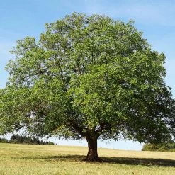 English Walnut Tree -Garden Plant Store English Carpathian Walnut 4 FGT
