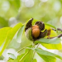 English Walnut Tree -Garden Plant Store English Carpathian Walnut 5 FGT