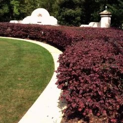 'Ever Red' Loropetalum -Garden Plant Store Ever Red Lorepetalum 3