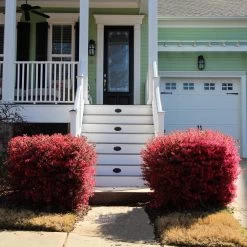 'Ever Red' Loropetalum -Garden Plant Store Ever Red Lorepetalum 4