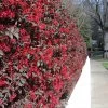 'Ever Red' Loropetalum -Garden Plant Store Ever Red Lorepetalum FGT 600x600 047d9fa6 0bc7 421f be3c da3170e44193