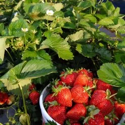 Everbearing Strawberry - USDA Organic -Garden Plant Store Everbearing Strawberry 6 BB e2cd8810 5468 47c9 8adf a7c6a52e097a