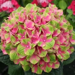 Everlasting® Amethyst Hydrangea Shrub -Garden Plant Store Everlasting Amethyst Hydrangea 2
