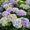Everlasting® Amethyst Hydrangea Shrub -Garden Plant Store Everlasting Amethyst Hydrangea 3