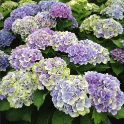 Everlasting® Amethyst Hydrangea Shrub