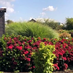 Everlasting® Crimson Ruby Hydrangea Shrub -Garden Plant Store Everlasting Crimson Ruby 1